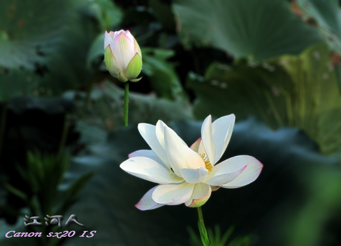 摄影随感 · 江永印象[湖南知青网2010年度]